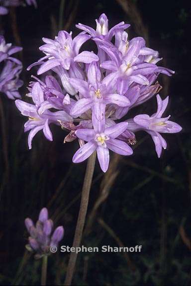 dichelostemma multiflorum 3 graphic